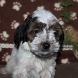 Goldendoodle Puppies from Mustard Seed Ranch Goldendoodles