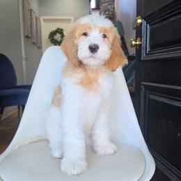 Sandy (Red) - Parti female Labradoodle puppy in Plainfield, New Jersey from Caris Paws Poodles and Labradoodles
