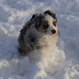 Miniature Australian Shepherd Puppies from Ridgestar Aussies