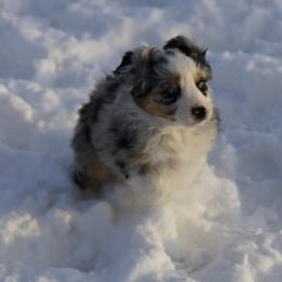 Miniature Australian Shepherd Puppies from Ridgestar Aussies