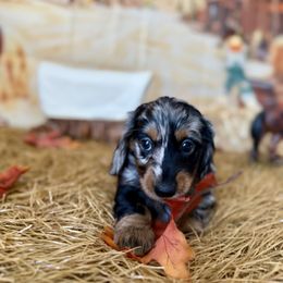 Snow - Dapple female Dachshund puppy in Westport, Kentucky from Lonestar Creek Farm