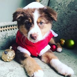 Miniature Australian Shepherd Puppies from My Girls Aussies NJ