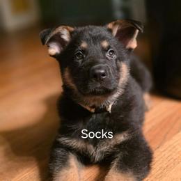 White collar (Socks) - Black and tan male German Shepherd puppy in Hermitage, Pennsylvania from Shepherds of the Hundred Acres