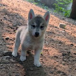 Sassy - Gray and white female Siberian Husky puppy in Amery, Wisconsin from Liberty Siberians