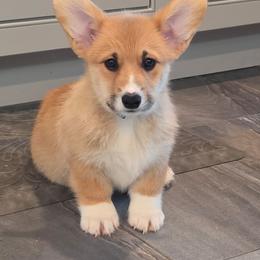 Storm - Red female Pembroke Welsh Corgi puppy in Kiowa, Colorado from Cool Water Corgis LLC