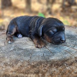 Ivy - Sable female Cockapoo puppy in Louisburg, North Carolina from Raven Oak's Mini Cockapoos