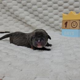 Orange collar - Gray male Cane Corso puppy in Fritch, Texas from Carrie Brown's Cane Corsos