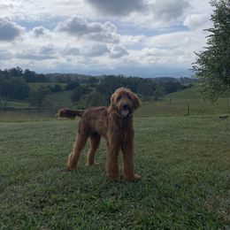 Sazerac - Goldendoodle