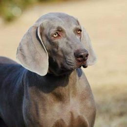 Sadie - Weimaraner