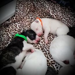 Girl 3 - female Whippet puppy in Shadow Hills, California from Cloverdale Whippets