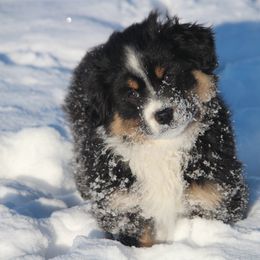 Wolffe - Black tri male Miniature American Shepherd puppy in Hillsdale, Michigan from Faithwalk Aussies and Mini American Shepherds