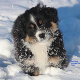 Wolffe - Black tri male Miniature American Shepherd puppy in Hillsdale, Michigan from Faithwalk Aussies and Mini American Shepherds