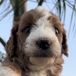 Girl 2 - female Goldendoodle puppy in Jurupa Valley, California from gucci_bentleys_goldendoodles
