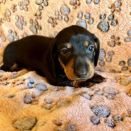Larry - Black and tan male Dachshund puppy in Carrollton, Illinois from Kelly's Doxies