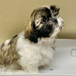 Shih Tzu Puppies from Willow Lane Shih Tzus