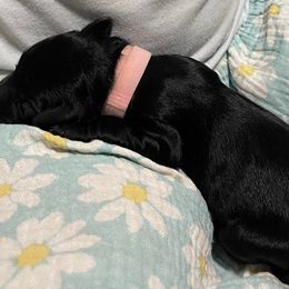 Goldendoodle Puppies from U Need A Doodle