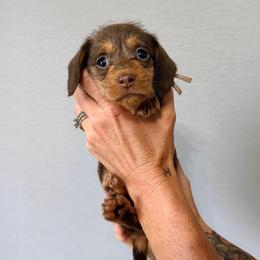 Gertie - Chocolate and tan female Dachshund puppy in Alva, Florida from Salty C's Dachshunds