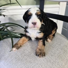George - Tri-color male Bernedoodle puppy in Holtwood, Pennsylvania from Country Ridge Puppies