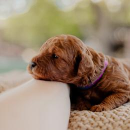 Goldendoodle and Sheepadoodle Puppies from Red River Goldendoodles
