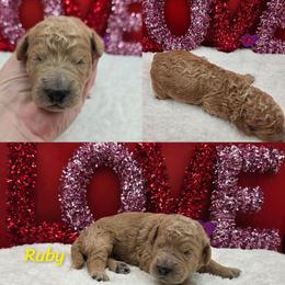 Ruby - Yellow and white female Bernedoodle puppy in Summerville, South Carolina from Channys Doodles