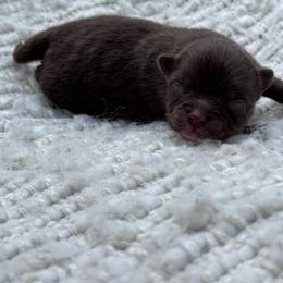Yam - Chocolate male Pomeranian puppy in Canandaigua, New York from Fingerlakes Pomeranians