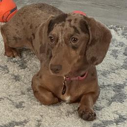 Dachshunds from Rose Moon dachshunds