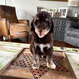 Musketeers - Tri-color male Bernedoodle puppy in Arabi, Georgia from Huckadoodle Farm