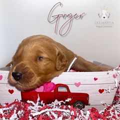 Aussiedoodle and Double Doodle Puppies from Delmarva Regal Doodles