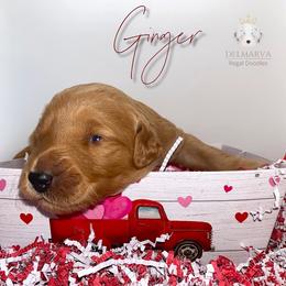 Aussiedoodle and Double Doodle Puppies from Delmarva Regal Doodles
