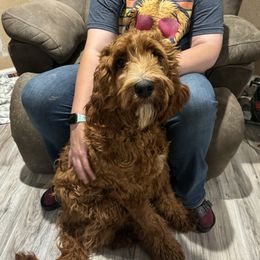 Kona - Irish Doodle
