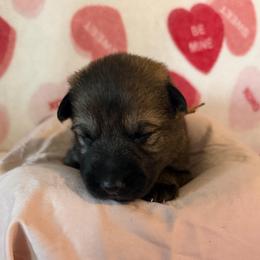 Yellow Sable Girl - Sable female German Shepherd puppy in Kissimmee, Florida from Pray Love Shepherd Kennels