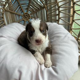 Liam - Red merle male Australian Shepherd puppy in Grants Pass, Oregon from Carmel Mountain Aussies