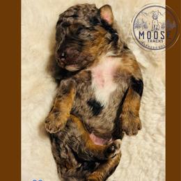 Blueberry - Blue merle male Bernedoodle puppy in Belleville, Michigan from Moose Tracks Bernedoodles