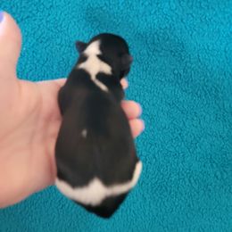 Biewer Terrier Puppies from Sonoran Biewer & Biro