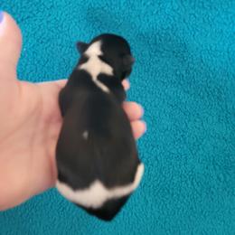 Biewer Terrier Puppies from Sonoran Biewer & Biro