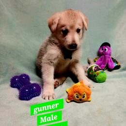 Blitzen (Green)  Gunnar Hagar Klein - Sable male German Shepherd puppy in Bedias, Texas from TiPi S Ranch's German Shepherds