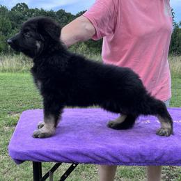 Mr Gray - Bi-color male German Shepherd puppy in Belton, South Carolina from J-Lyn Shepherds