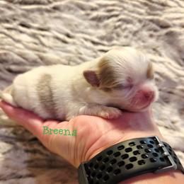 Lilac Spotted on white - Chocolate blue male Chihuahua puppy in Richmond, Virginia from Breens