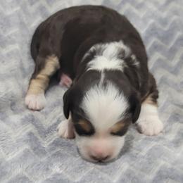 Country Morning Mocha - Chocolate male Australian Labradoodle puppy in Aumsville, Oregon from Country Morning Labradoodles