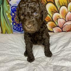 Labradoodle Puppies from Molly’s Doodles