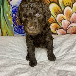 Labradoodle Puppies from Molly’s Doodles