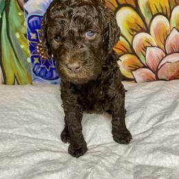 Labradoodle Puppies from Molly’s Doodles