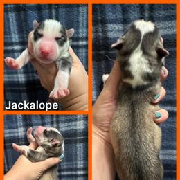 Jackalope(Jack) - Sable and white male Siberian Husky puppy in Parma, Ohio from Sirius Siberian Huskies