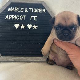 Apricot girl - Fawn female Pug puppy in Norborne, Missouri from Pug Palace