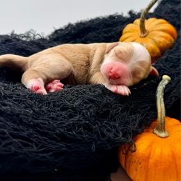 Mossy - Apricot female Goldendoodle puppy in Philadelphia, Mississippi from Oakie Doodles