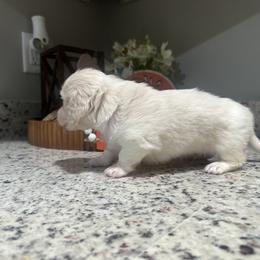 Cream piebald - Cream male Dachshund puppy in Pinetown, North Carolina from Dolly The Dachshund