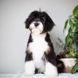 Clove - Black tri-color male Aussiedoodle puppy in Tonopah, Arizona from Kae's Kennels
