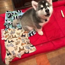 Alaskan Malamute Puppies from Sequoia Timber Malamutes