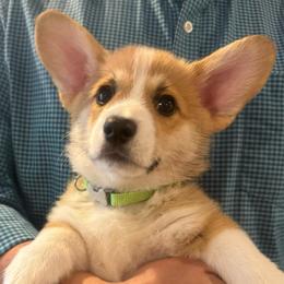 Luca (Green Collar) - Red male Pembroke Welsh Corgi puppy in North Charleston, South Carolina from Corgivilla