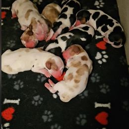 AKC BLENHEIM 2 - Blenheim male Cavalier King Charles Spaniel puppy in Joplin, Missouri, Missouri from HOL-A-DA CAVALIERS